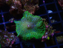 Morph single green
