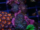 Rhodactis rock (2-3 on rock)