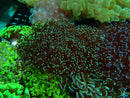 Frogspawn medium