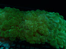 Bright Green Bubble Coral medium
