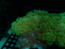 Bright Green Bubble Coral medium