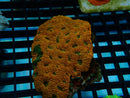 Acan Echinata Ultra sm-med
