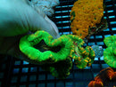 Trachy Green WA