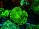 Trachy Green