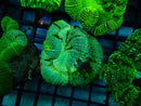 Trachy Green