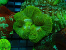 Trachy Green