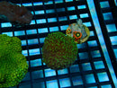 Frag Clear Out