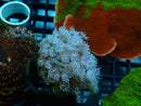 Goni Frag