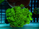 Goni Frag Bright Green (2 in picture)