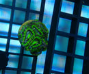 Acan Frag
