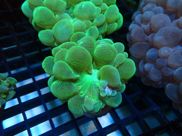 Monsoon Aquatics Green Bubble Coral Frag