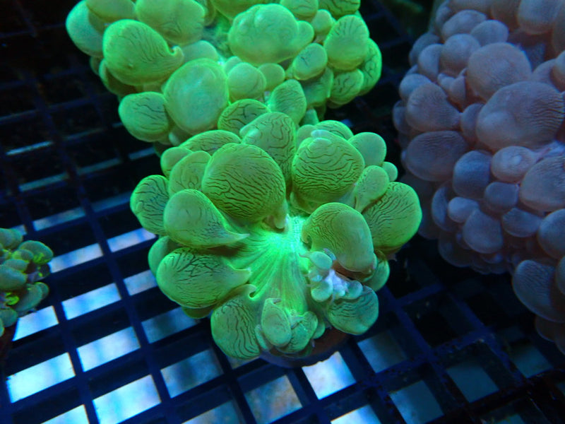 Monsoon Aquatics Green Bubble Coral Frag
