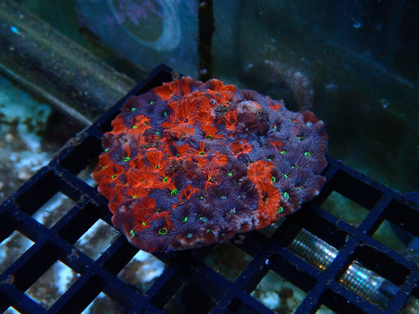 War Coral Small unique colours