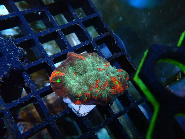 War Coral Small unique colours