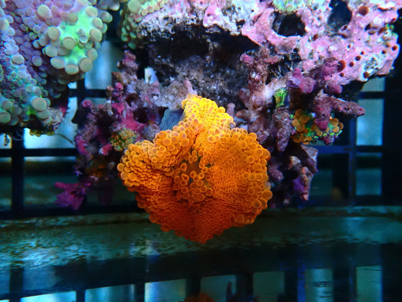 Orange Ricordea Great Price!