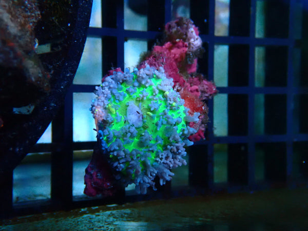 Fluffy Morph bright colour