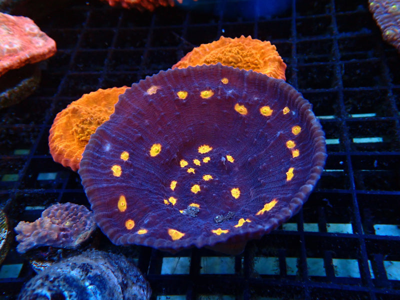 Ultra Chalice Perfect cup shape