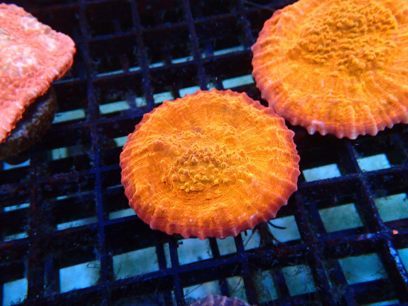 Monsoon Aquatics Orange Chalice Frag