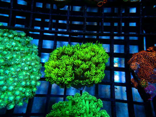 Goni bright green small