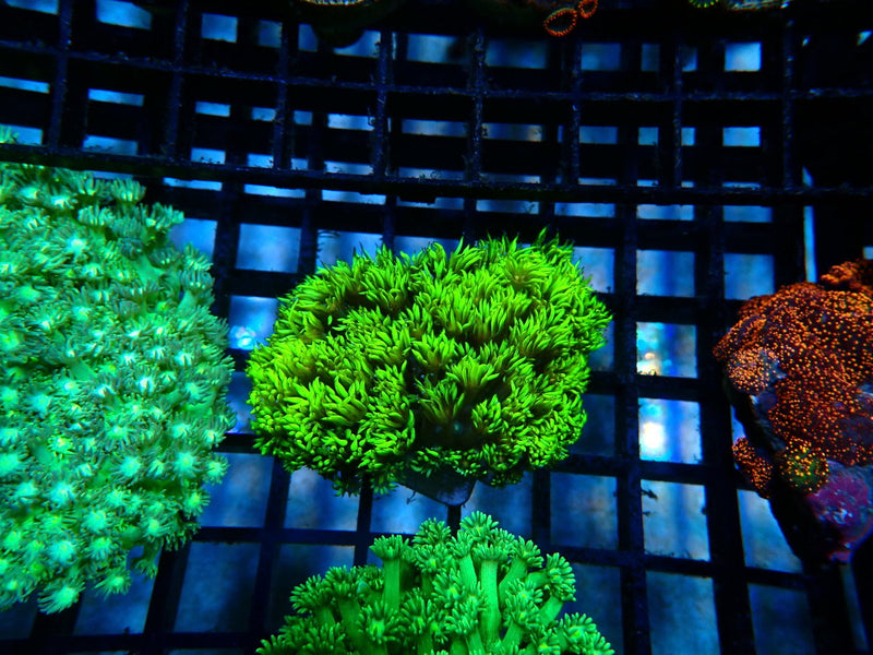 Goni bright green small