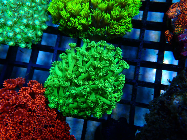 Goni bright green small