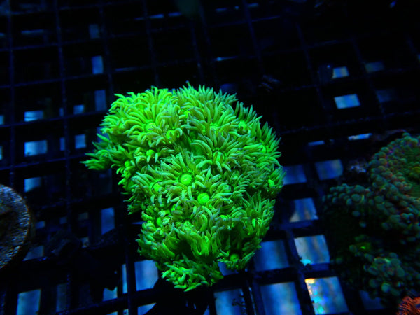 Goni small bright green