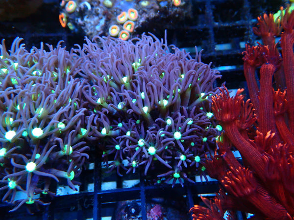 Monsoon Aquatics Star Polyp Frag