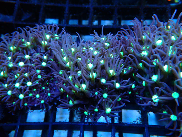 Monsoon Aquatics Star Polyp Frag