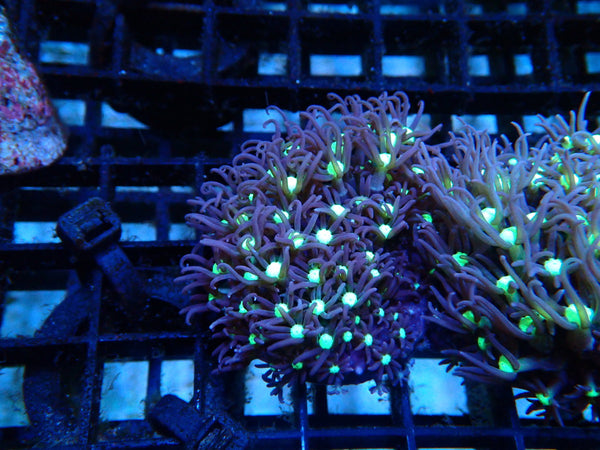 Monsoon Aquatics Star Polyp Frag