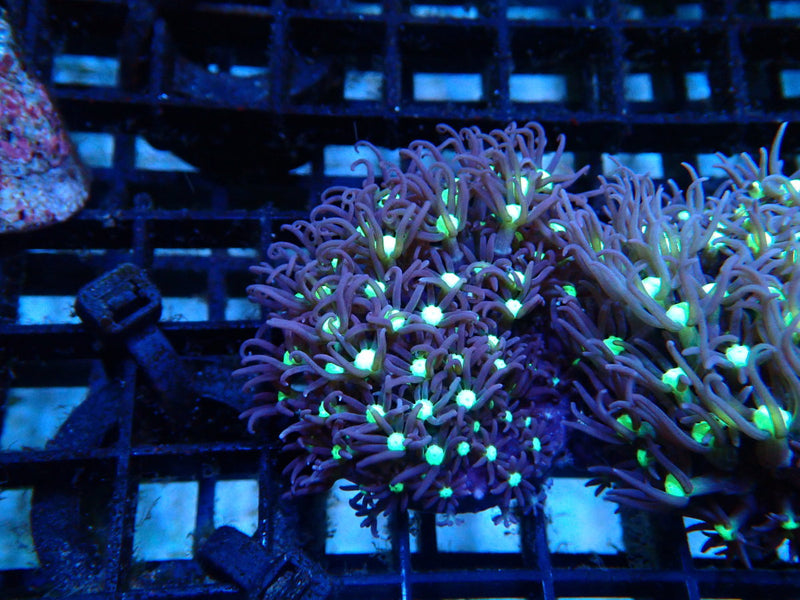Monsoon Aquatics Star Polyp Frag
