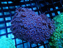 Goni purple small/med