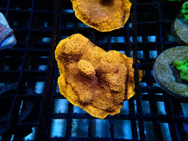Orange Pavona sm/medium