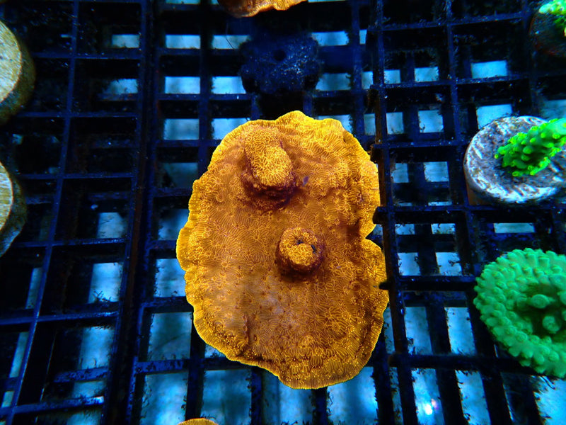 Orange Pavona sm/medium