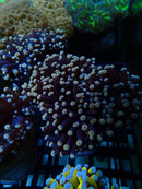 QLD Torch Green Base