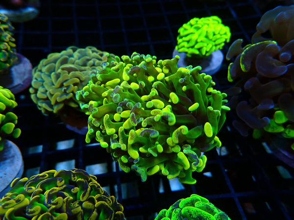 Monsoon Aquatics Unique Ultra Hammer Frag