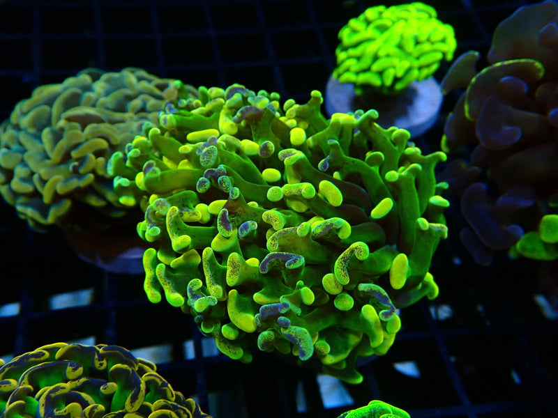 Monsoon Aquatics Unique Ultra Hammer Frag