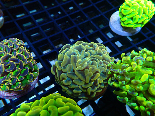 Monsoon Aquatics Unique Ultra Hammer Frag