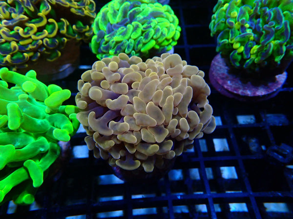 Monsoon Aquatics Orange Hammer Frag