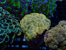 Monsoon Aquatics Unique Hammer Frag