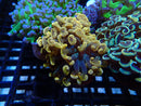 Monsoon Aquatics Ultra Orange Hammer Frag