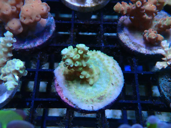 CDU Acro Frag
