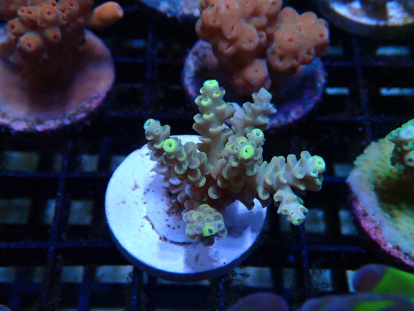 CDU Acro Frag