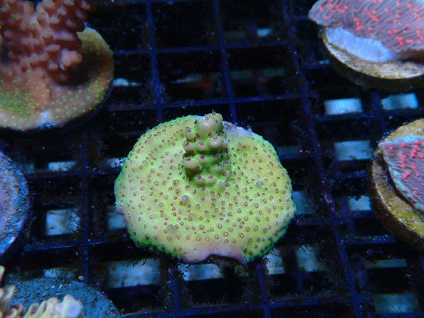 CDU Acro Frag