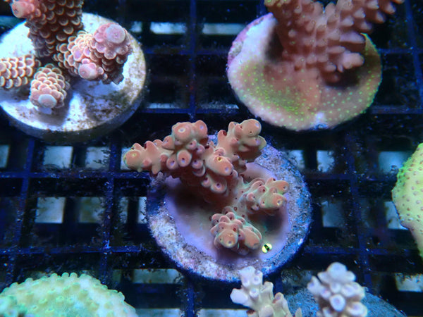 CDU Acro Frag