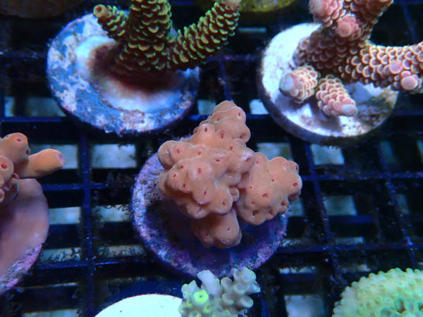 CDU Acro Frag