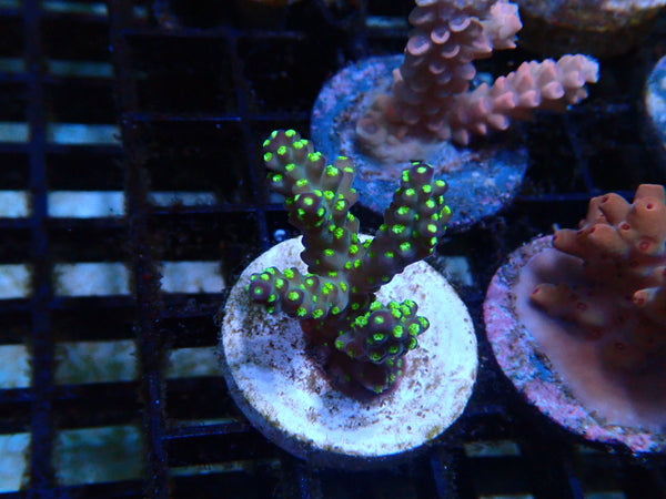 CDU Acro Frag