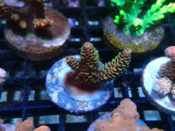 CDU Acro Frag
