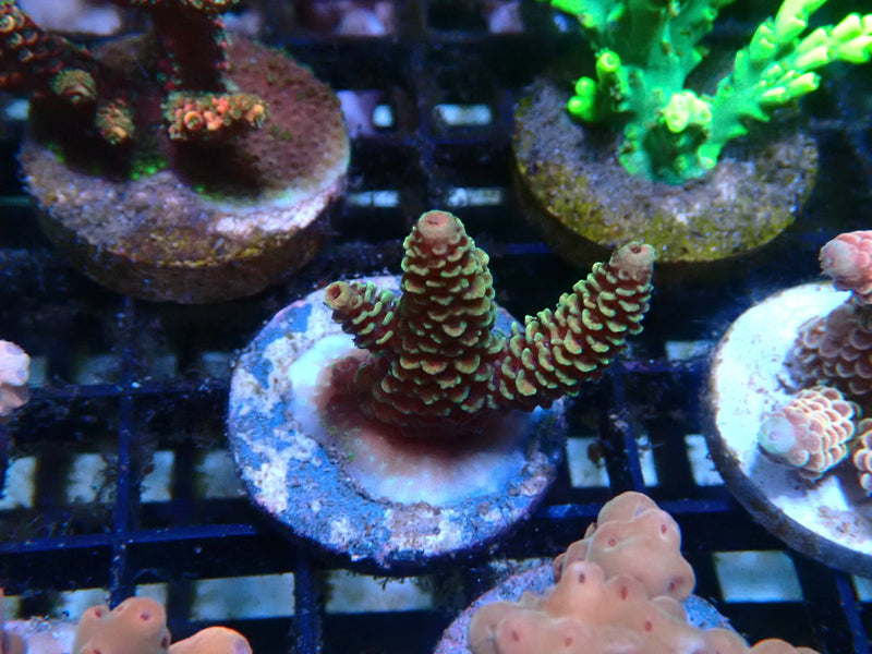 CDU Acro Frag