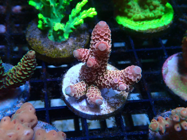 CDU Acro Frag