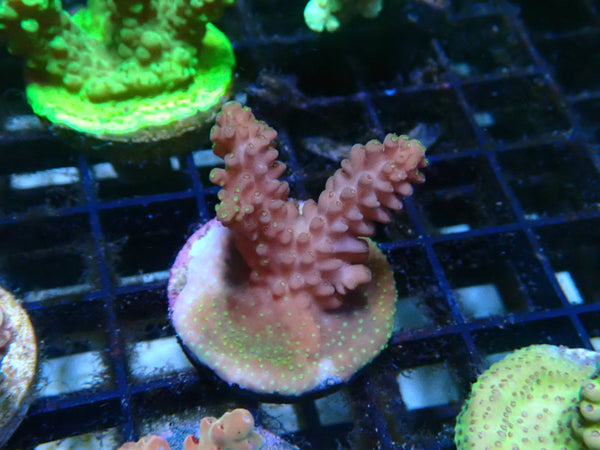 CDU Acro Frag